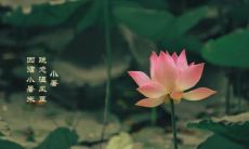 精选适合小暑的文问候祝福语，送上小暑节气的短信祝福语大全