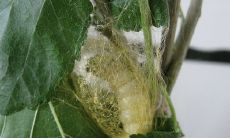 经过多年进化的昆虫——蚕所发出的一系列语句的探究与分析