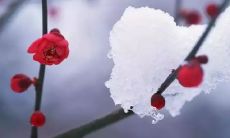 描绘梅花之美的经典诗歌集锦：深入浅出解读最经典、最具震撼力的梅花诗句