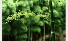 从酸甜苦辣到喜怒哀乐，探讨人生感悟