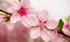 描写桃花的诗句有哪些 赞美桃花的诗句